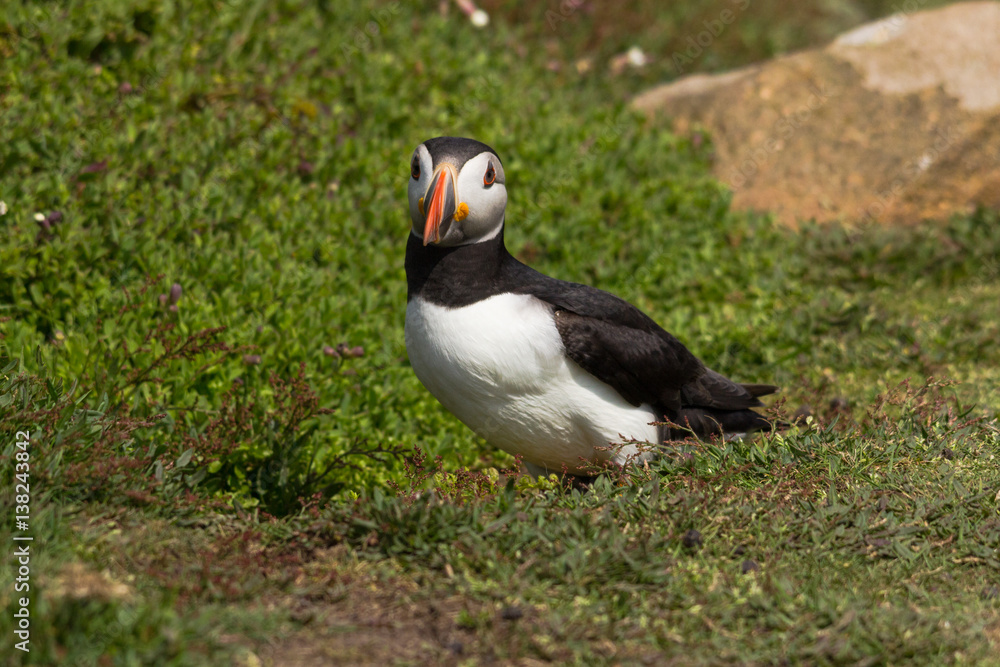 Puffin looking alert at Skomer Island Wales UK Puffin looking alert at Skomer Island Wales UK