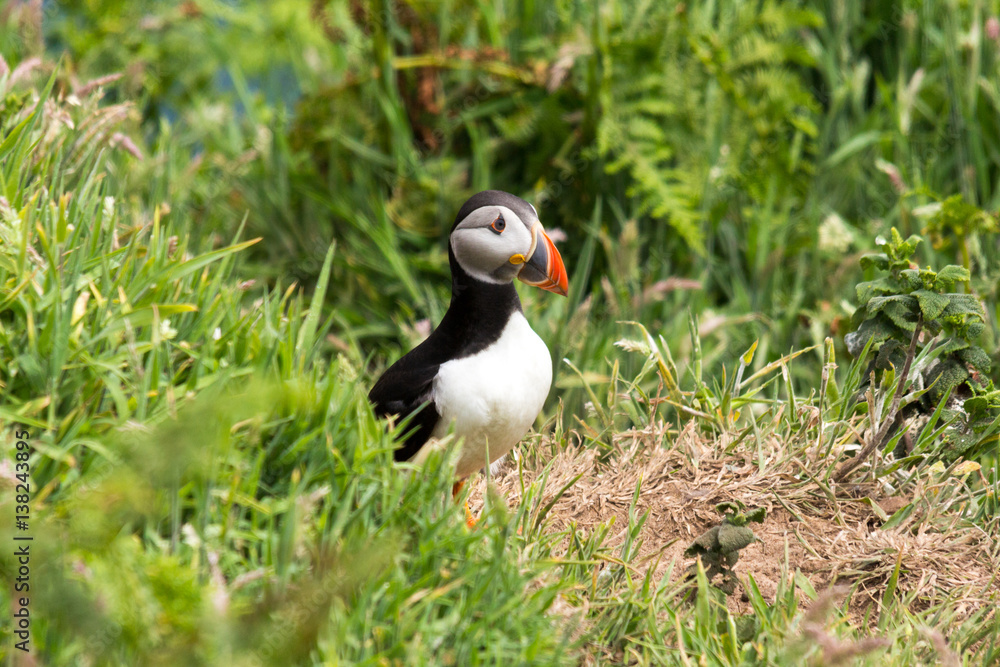 Puffin standing guard in the green grass Puffin standing guard in the green grass