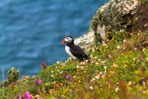 Puffin at the edge of a cliff at Skomer Island in Wales UK