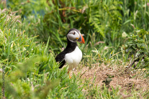 Puffin standing guard in the green grass