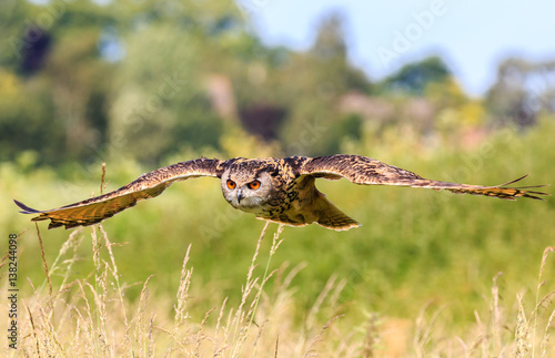 Low Flying Eagle Owl