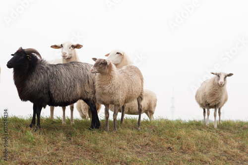 neugierige Schafe © Anja