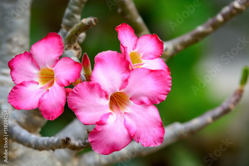 Photos Impala Lily or Desert Rose or Mock Azalea, beautiful pink flower in garden