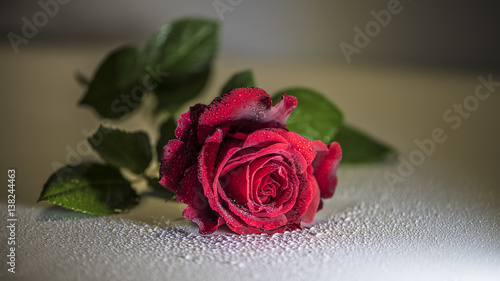 rosa