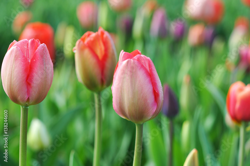 Tulpenfeld