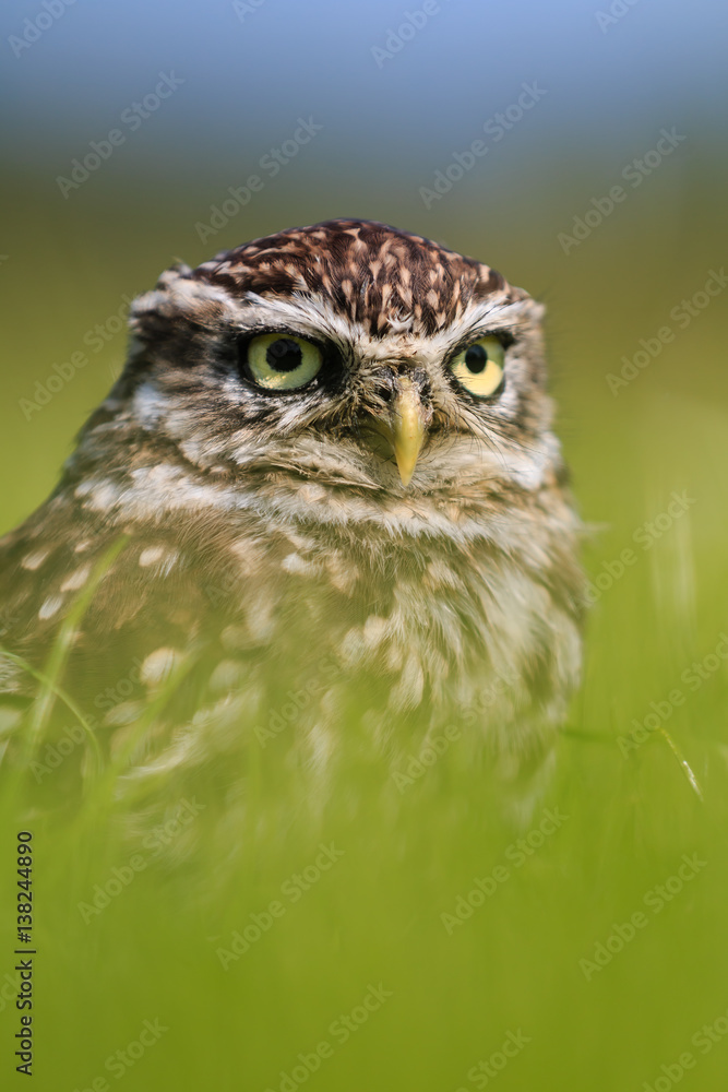 Little owl hiding in long grass Little owl hiding in long grass