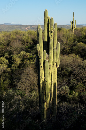 Saguara with birds nest At Cholla Campground, TontoNF, AZ, USA photo