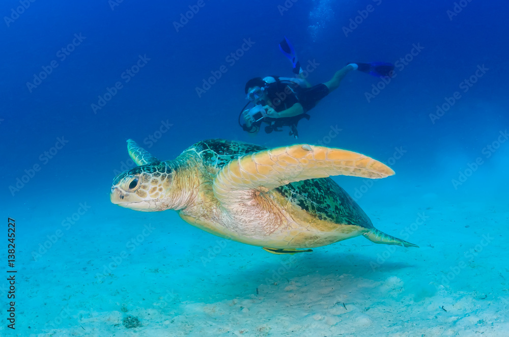 Obraz premium Green Sea Turtle and SCUBA diver