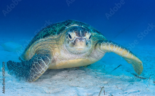 Sea turtle on the seabed