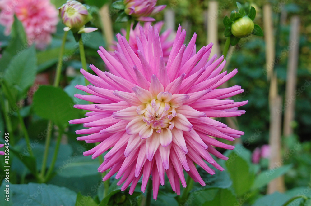 Obraz premium single pink dahlia bloom
