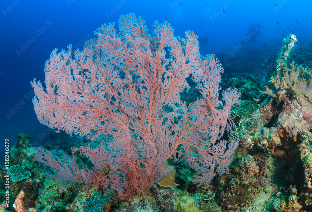 Naklejka premium Pink sea fan