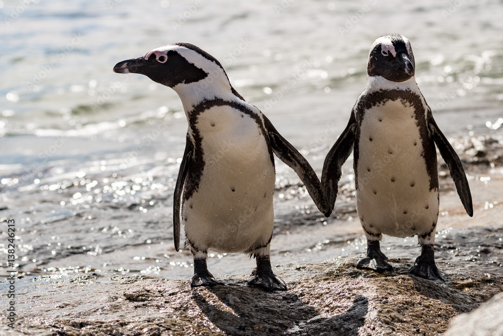 Naklejka premium 2 afrykańskie pingwiny na plaży Boulders