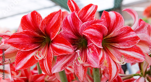 Fototapeta Naklejka Na Ścianę i Meble -  Three red amaryllis.