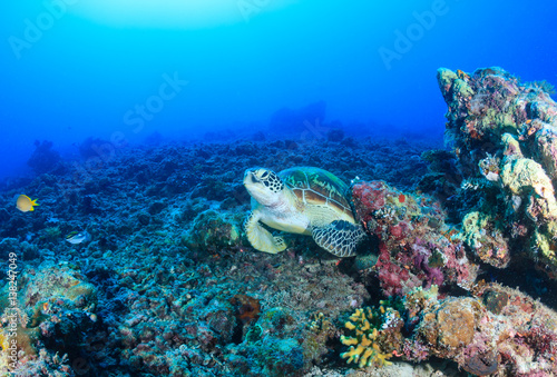 Environmental Damage - a Green Turtle rests on a barren, destroyed coral reef