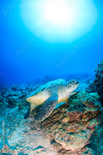 Green Turtle on a coral reef with a sunburst behind
