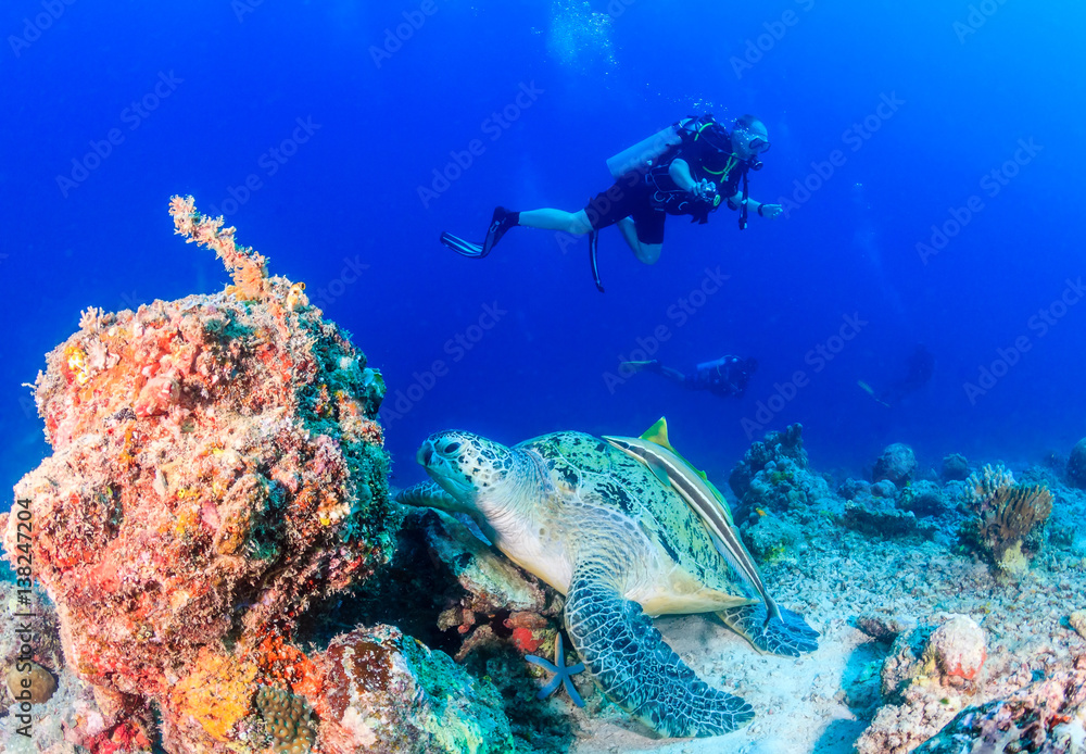 Green Turtle with SCUBA divers in the background