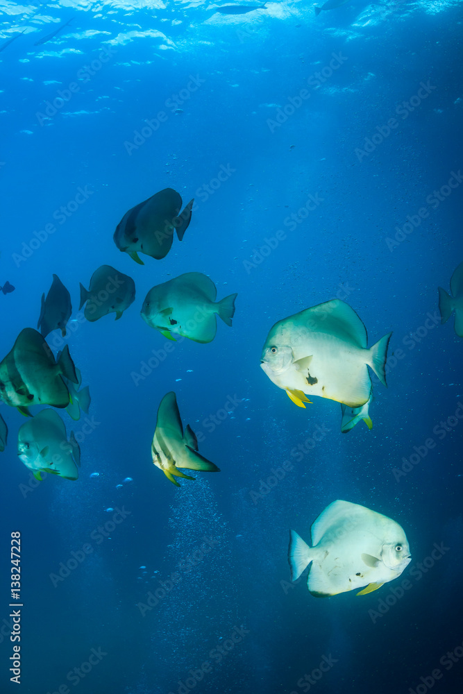 Shoal of Spadefish underwater