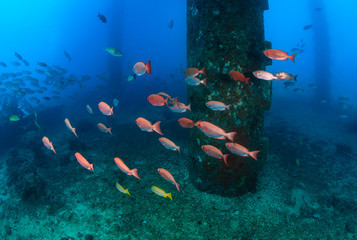 Fototapete Unterwasser Fischschwärme an Ölplattform unter Wasser  © whitcomberd