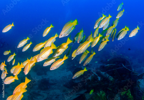 Shoal of Snapper over an underwater wreck