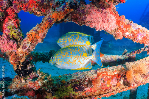 Tropical fish around a coral encrusted underwater wreck