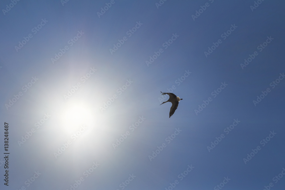 Stork flying towards the sun. Big bird in the blue sky. The rays of the sun in the sky. Blue natural background.