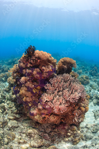 Sunbeams illuminate a coral pinnacle on a tropical reef