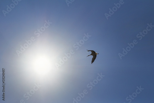 Stork flying towards the sun. Big bird in the blue sky. The rays of the sun in the sky. Blue natural background.