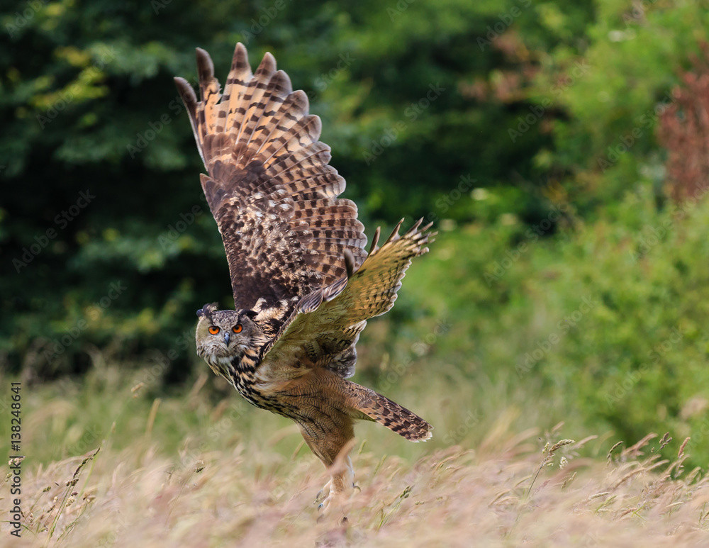 Fototapeta premium European Eagle Owl flying over a grass meadow