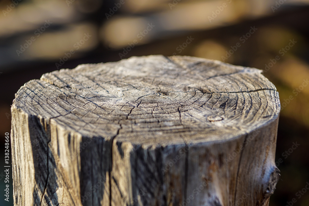 Nature wooden , tree skin with blurred background of tree in the garden, abstract background Nature wooden , tree skin with blurred background of tree in the garden, abstract background