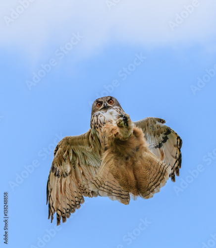 Eagle Owl hunting in flight