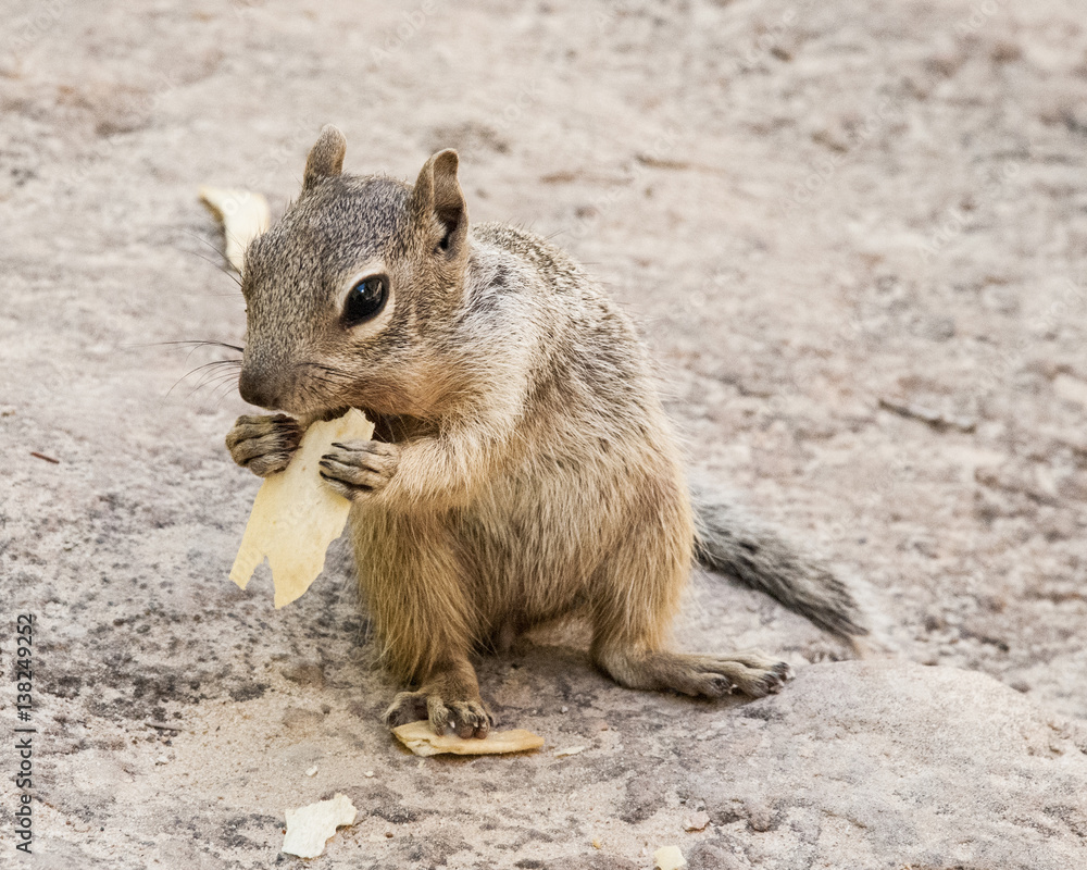 Grey Squirrel eating potatoe chips