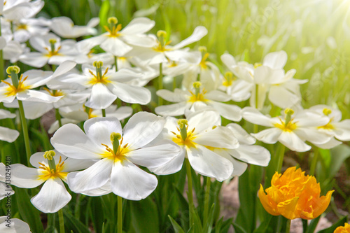 Fototapeta Naklejka Na Ścianę i Meble -  White tulips and sunshine.