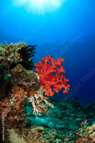 Soft coral and sunburst - Sipadan Barrier Reef