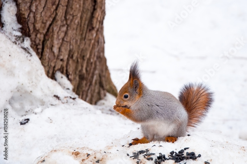 the squirrel eats sunflower seeds in the winter in the park