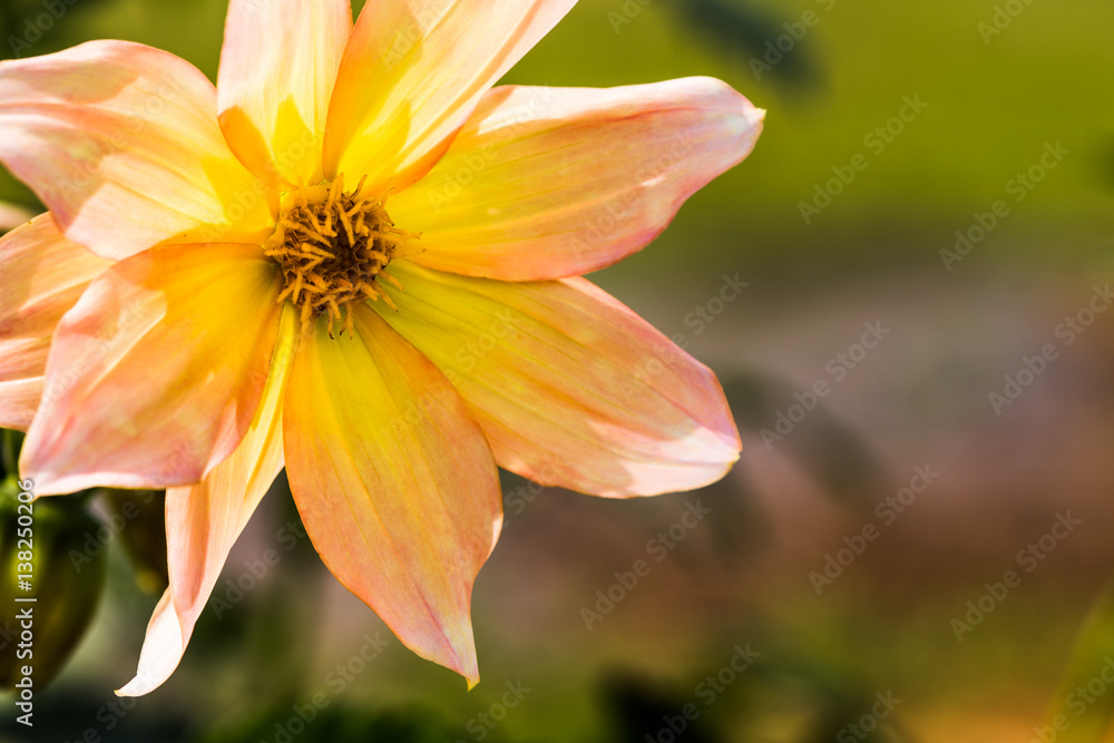 Dahlias Dahlias