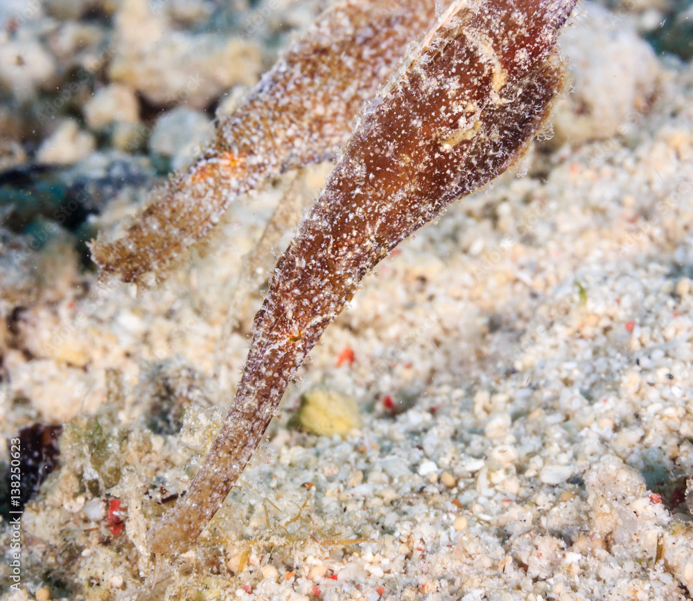 Small Robust Ghostpipefish on a coral reef Small Robust Ghostpipefish on a coral reef