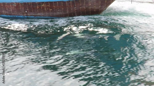 dolphins in Khasab in Oman