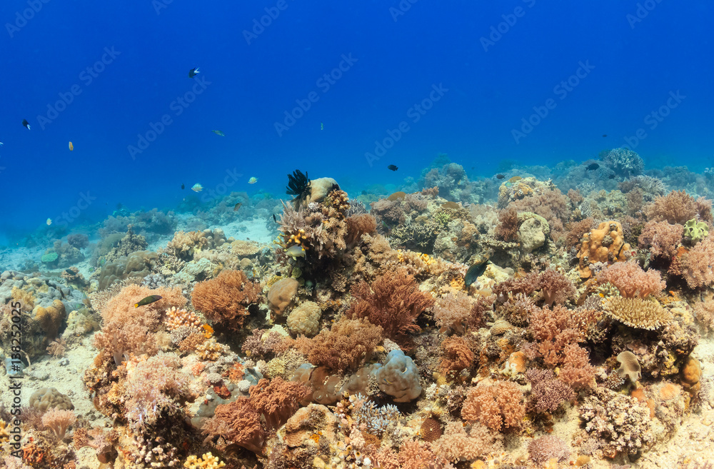 Tropical fish around a colorful, healthy coral reef