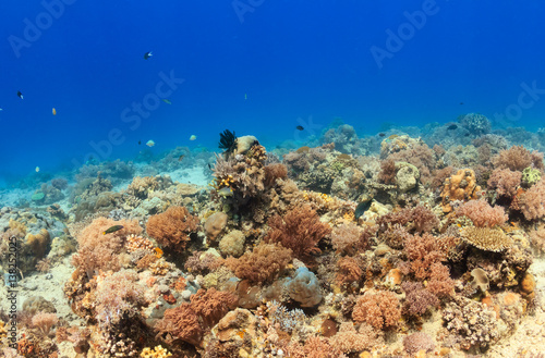 Tropical fish around a colorful, healthy coral reef