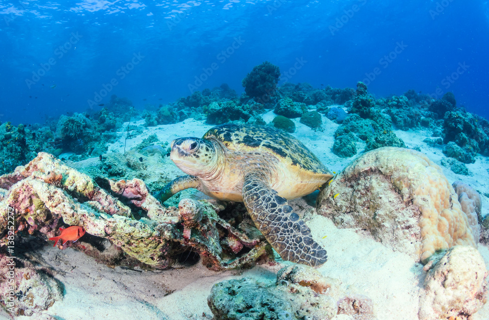 Obraz premium Green Turtle on a coral reef