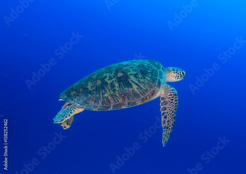 Green Turtle swimming in blue water © whitcomberd