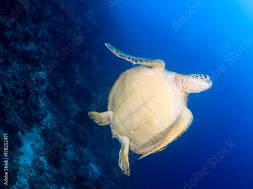Underside of a Green Turtle swimming in blue water