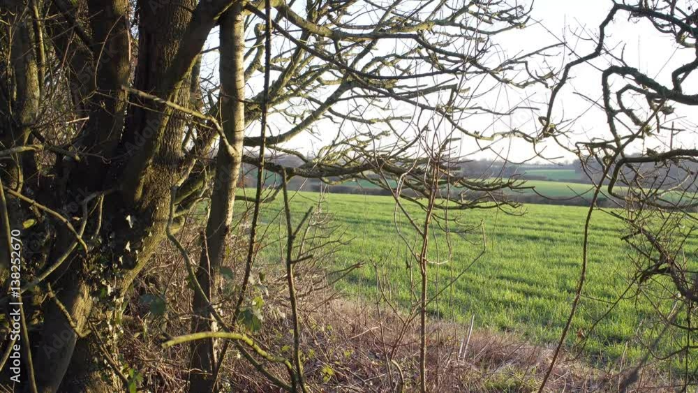 English Countryside near London. Early spring beech wood. Copy space background. View to a green field English Countryside near London. Early spring beech wood. Copy space background. View to a green field
