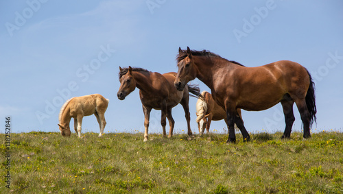 Pferde auf der Alm © Manfred Kollegger
