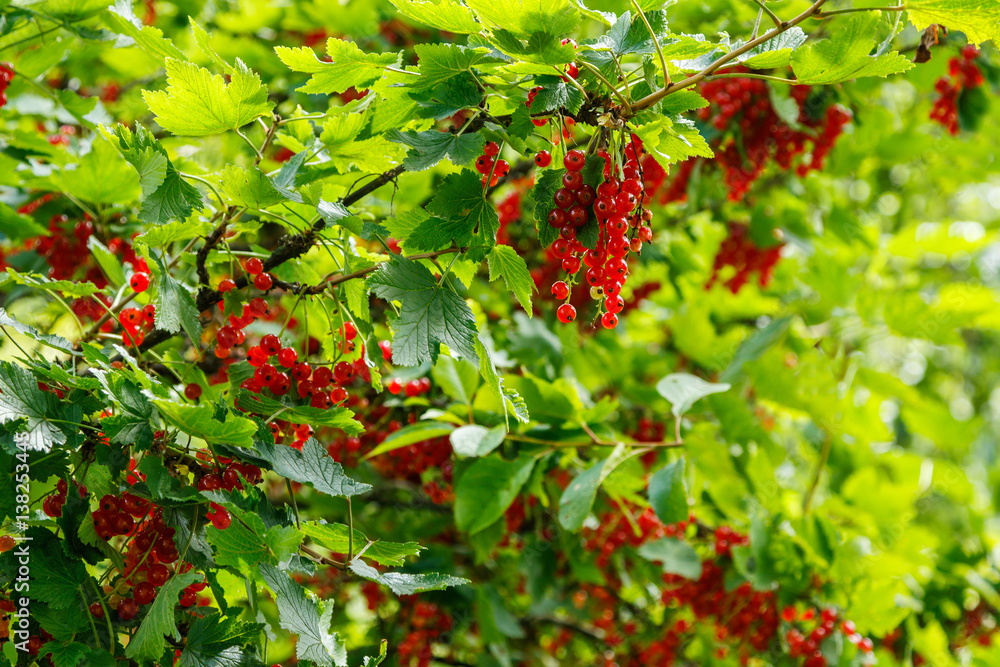 Obraz premium Red currant berries