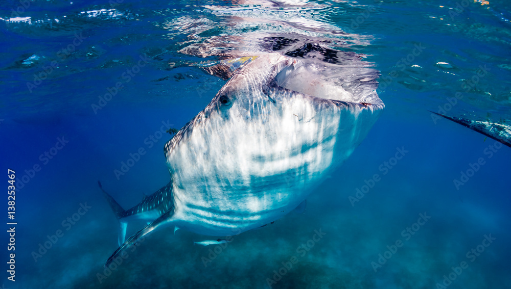Fototapeta premium Large Whale Shark feeding near the surface