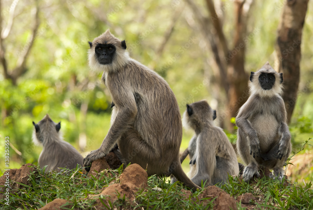 Family tselonskih langurs resting in the meadow.