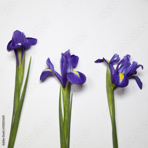 Fototapeta Naklejka Na Ścianę i Meble -  the Violet Irises xiphium (Bulbous iris, Iris sibirica) on white background with space for text. Top view, flat lay