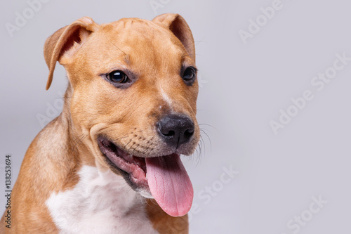 Cute staffordshire terrier puppy