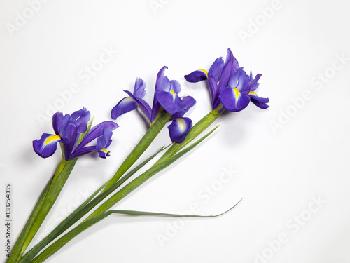 Fototapeta Naklejka Na Ścianę i Meble -  the Violet Irises xiphium (Bulbous iris, Iris sibirica) on white background with space for text. Top view, flat lay